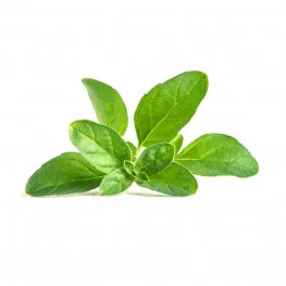 Lingot Seed insert unusual herbs - Veritable lingot-szalwia
