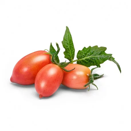 Package of yellow mini-tomatoes Lingot seeds - VERITABLE brand